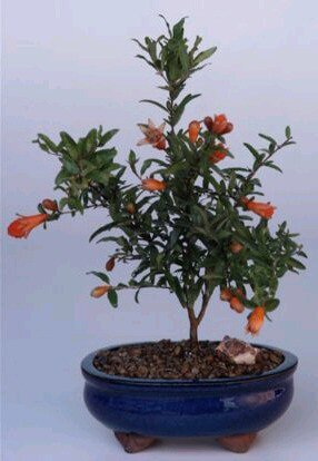 Dwarf Pomegranate Bonsai Tree Flowering & Fruiting Deciduous 3 y.o. 7