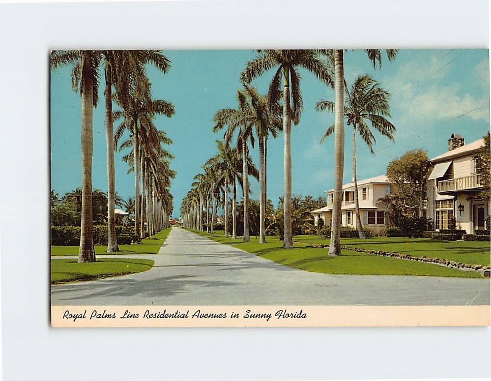 Postcard Royal Palms Line Residential Avenues in Florida USA