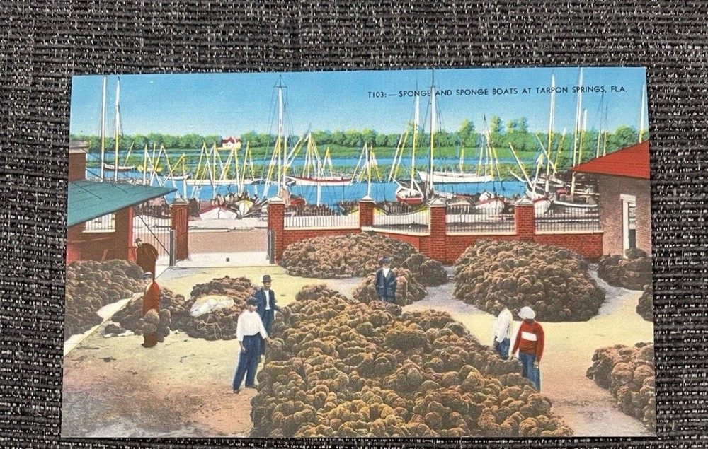 Linen Postcards Tarpon Springs, FL~Sponges and Sponge Boats At The Docks