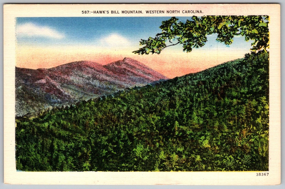 Vtg Linen Postcard Hawk's Bill Western North Carolina, NC 1940s