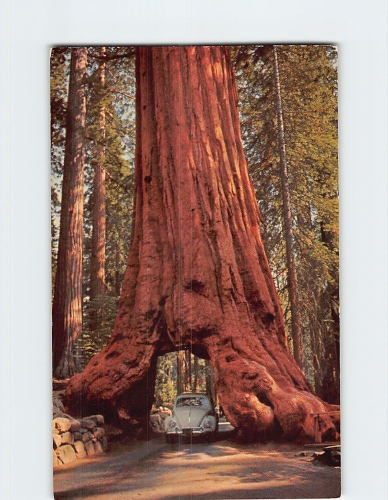 Postcard Wawona Tree Yosemite National Park California USA