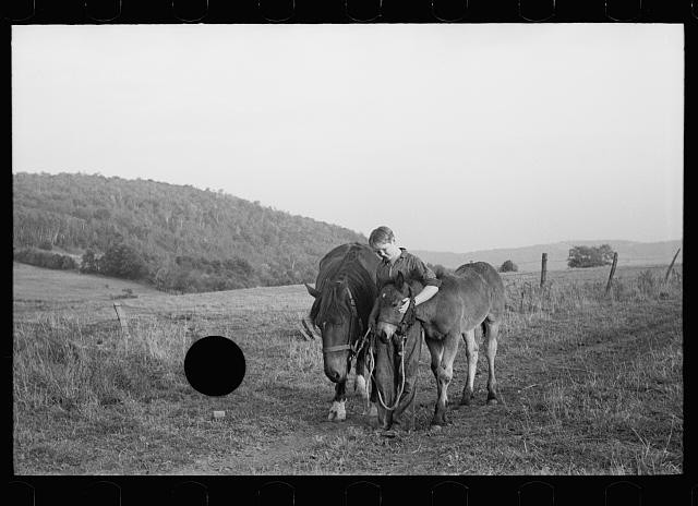 Photo:1930s Boy with Horses Rural Farm Field Landscape
