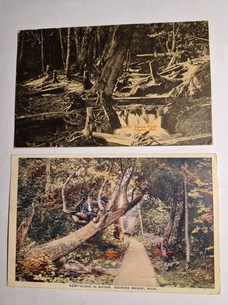 2 HARBOR SPRINGS Michigan, Roaring Brook, Fallen Trees, 1910 Era Postcard