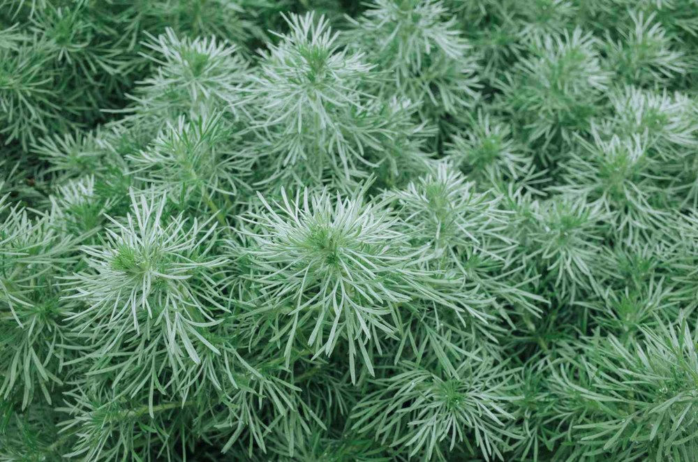 100+ Absinthe Wormwood ‘Silverado’ Seeds - Artemisia absinthium-image