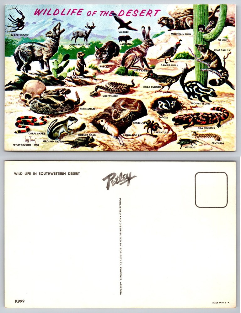 1958 Petley Studios Wildlife of the Desert Southwestern Animals Postcard