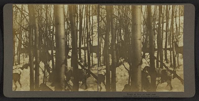Photo of Stereograph,Dogs at foot of bear tree,hunting,Theodore Roosevelt,c1905