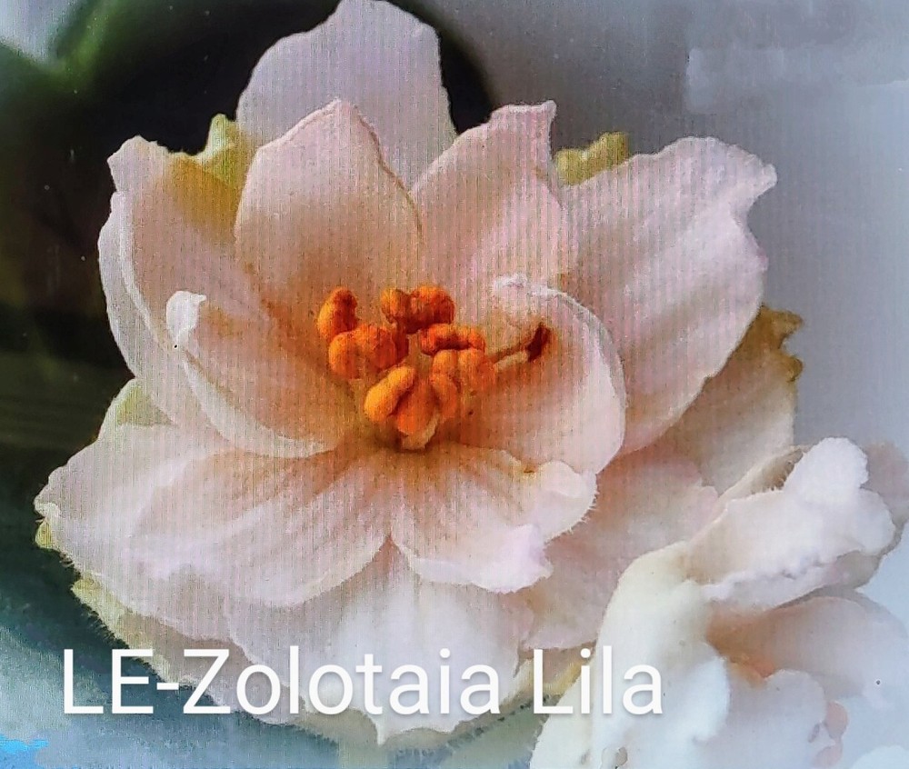 African Violet LEAF POT - LE ZOLOTAIA LILA  standard  UK/RUS