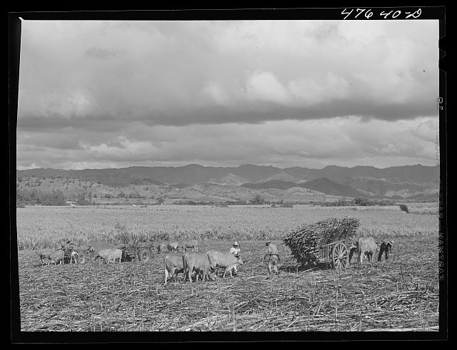 Photo:Guanica Puerto Rico 1942 Sugar Cane Harvest Cattle Field Landscape