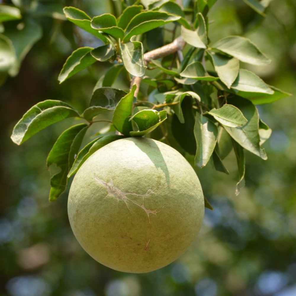 100+ Indian Bael Fruit Seeds Golden Apple Sacred Aegle Marmelos dried NON GMO