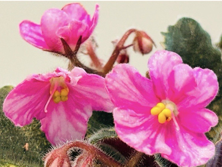 African Violet plant. Rob's Oey Goey. Crown variegated.  Semi Miniature.