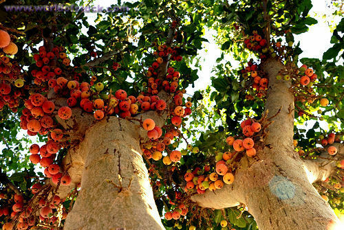 Ficus sycomorus, Sycamore Fig, Fruit Tree - 6 Se eds