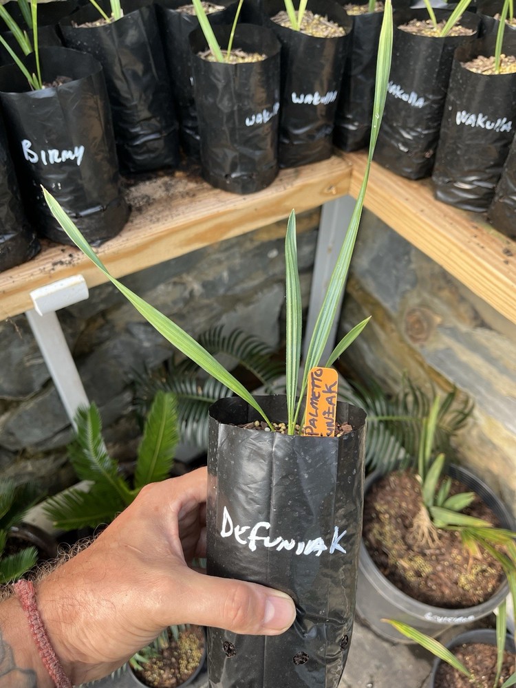Sabal Species Defuniak Springs, FL 1/2 Gallon!!
