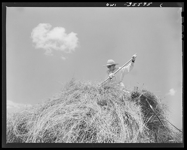 Schenectady County New York 1943 Woman Stacking Hay in Wagon Farm Scene