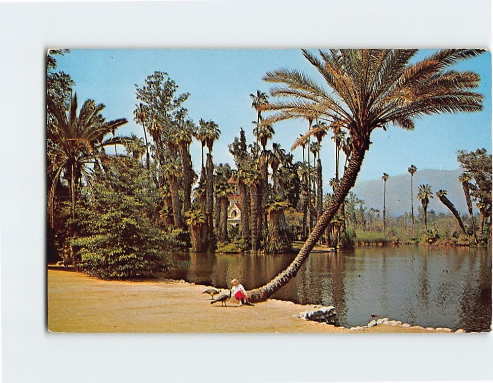 Postcard True Date Palm Los Angeles State & County Arboretum Arcadia California