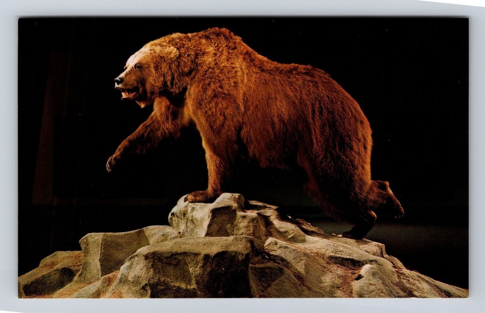 St Louis MO-Missouri, Grizzly Beach, Gateway Arch Museum, Vintage Postcard