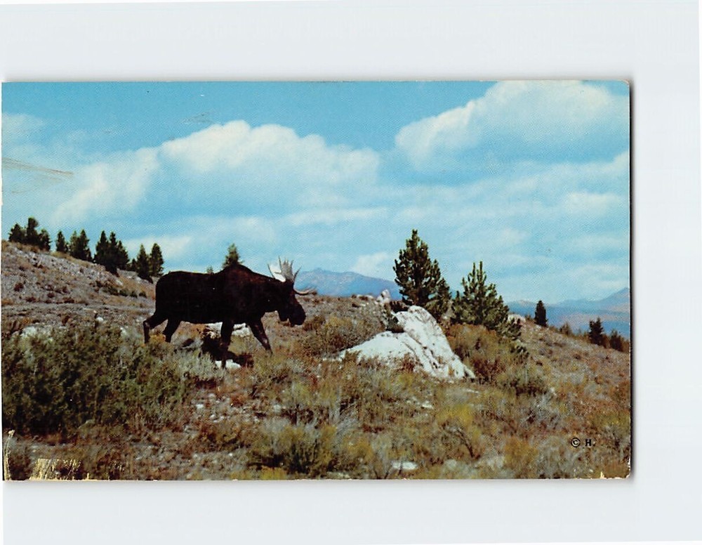 Postcard Bull Moose Yellowstone National Park Wyoming USA