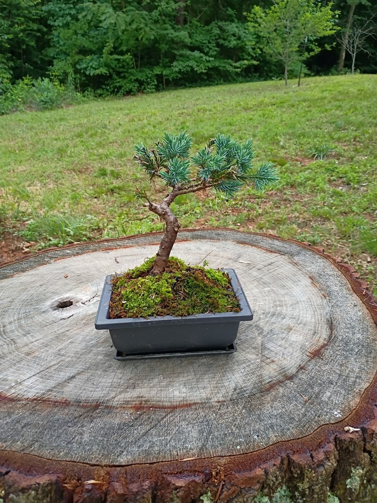 Blue Star Juniper Bonsai
