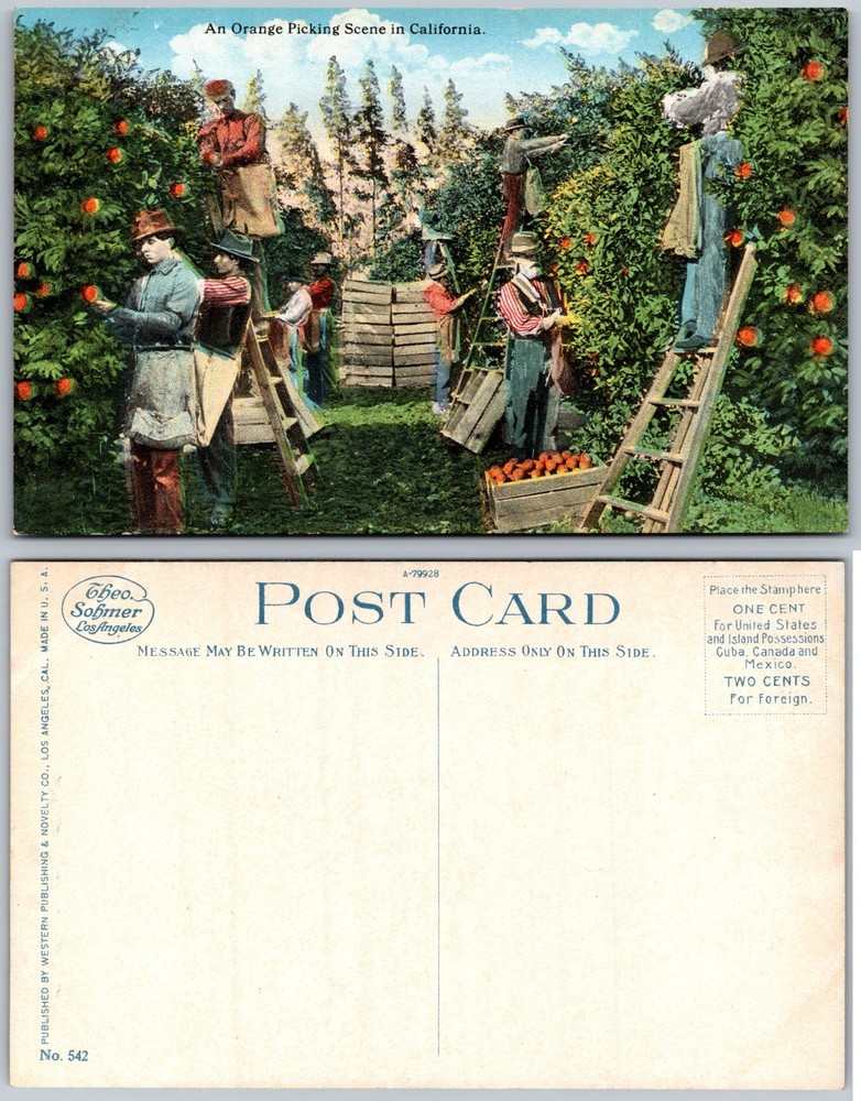 Orange Picking Scene Orchard Workers California Postcard