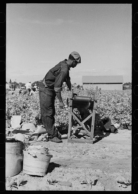 Photo:Sanford Florida 1937 Celery Harvest Bleaching Paper Machine Worker