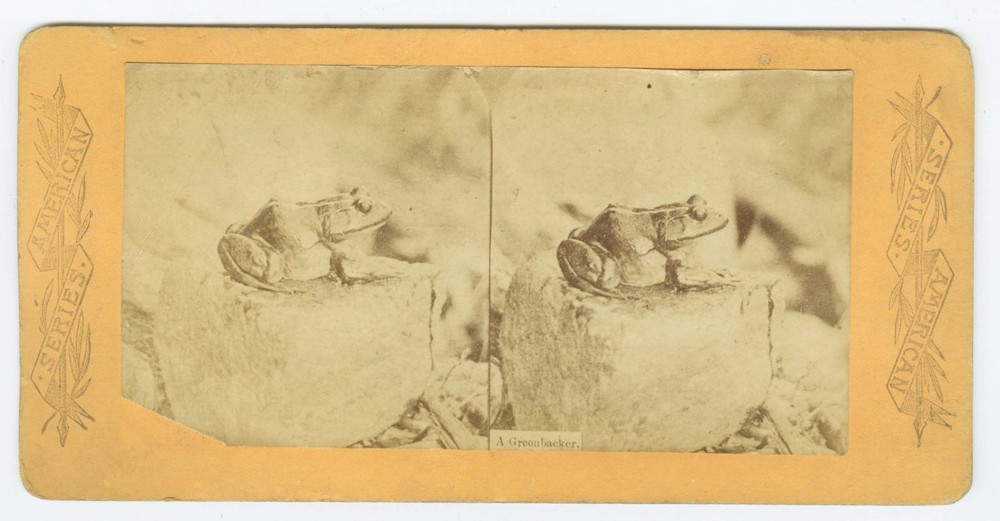 G2891~ PICKEREL FROG - Unusual 1870s Amphibian Stereoview