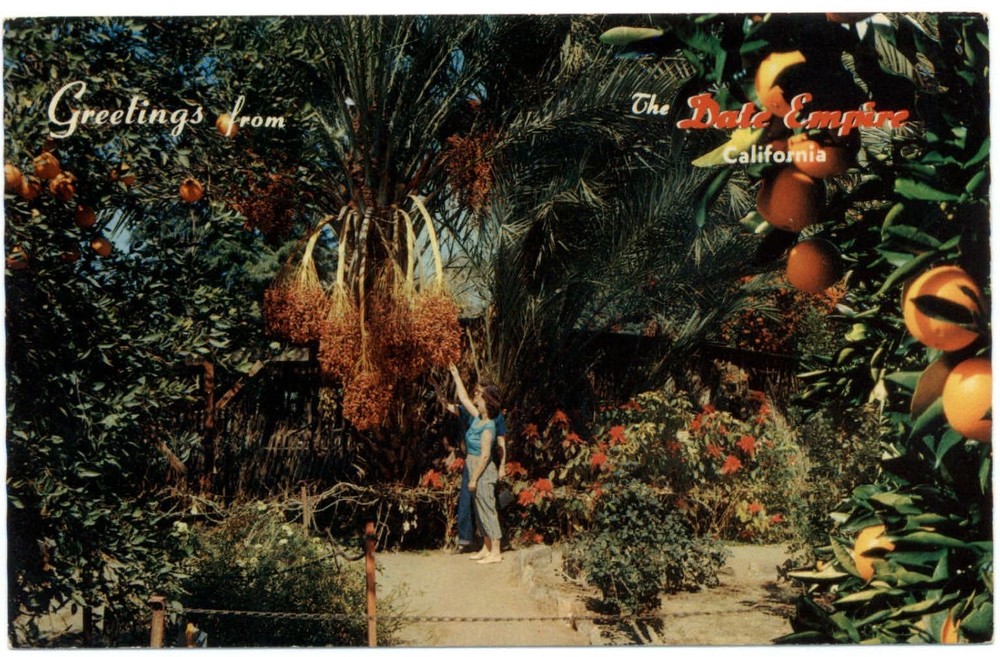Date Harvest ~ Indio California ~ orchard ~ postcard sku909