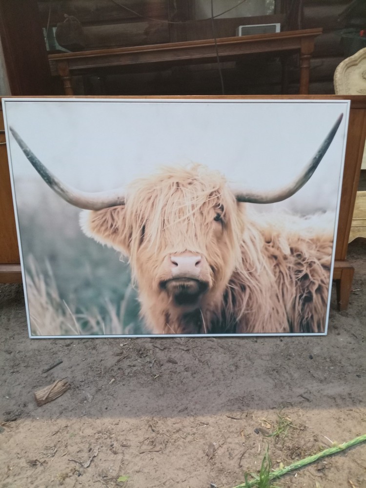 Highland Cow Canvas Print Framed Horizontal Contemporary Wall Art Ready To Hang