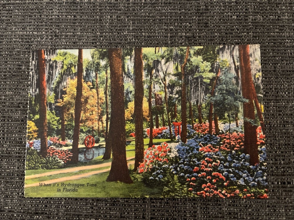 Linen Postcard Jacksonville, FL~ Its Hydrangea Time In Oriental Gardens Florida