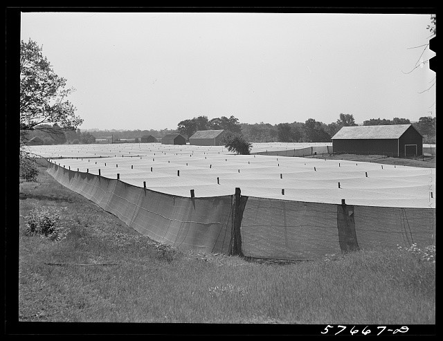 Photo:Hartford Connecticut Shade Tobacco Cheesecloth Fields 1941
