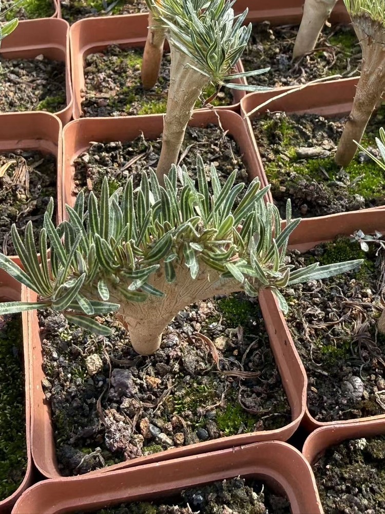 Pachypodium rosulatum var. gracilius cristata Cactus Succulent Plant beautiful