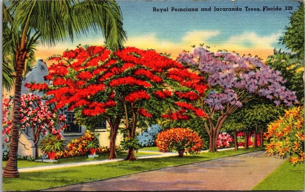 Vibrant Royal Poinciana & Jacaranda Trees Florida Linen Postcard Tichnor Bros.