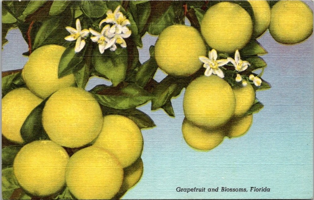 Vintage Florida Grapefruit & Blossoms Linen Postcard Curteich 1930s