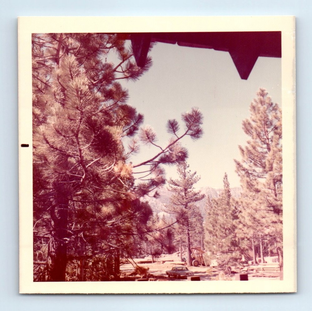 Old Vintage Square Color Photo FOREST TREES LANDSCAPE 1973 SNAPSHOT PICTURE