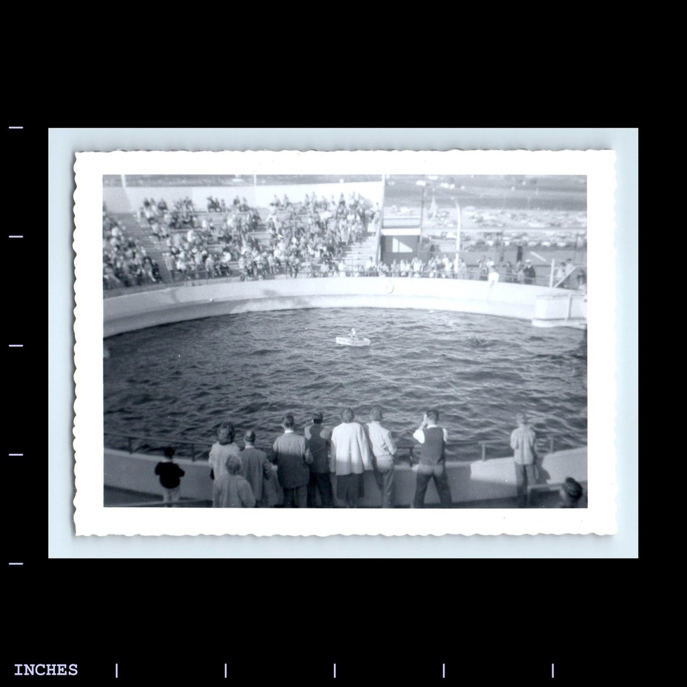 Old Vintage Photo DOLPHIN AQUARIUM MARINELAND OF THE PACIFIC