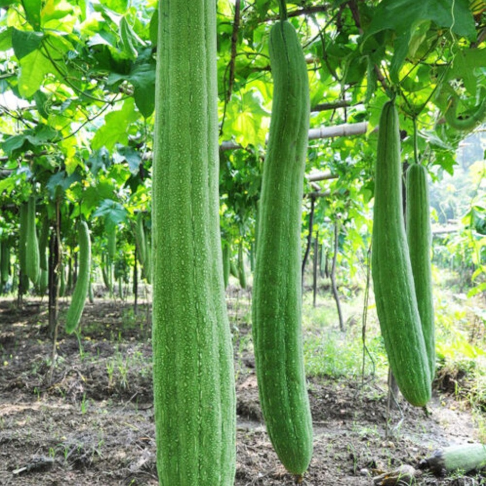 30pcs Super Long Luffa Gourd Seeds - Non-GMO, Loofah Sponge Gourd Seeds