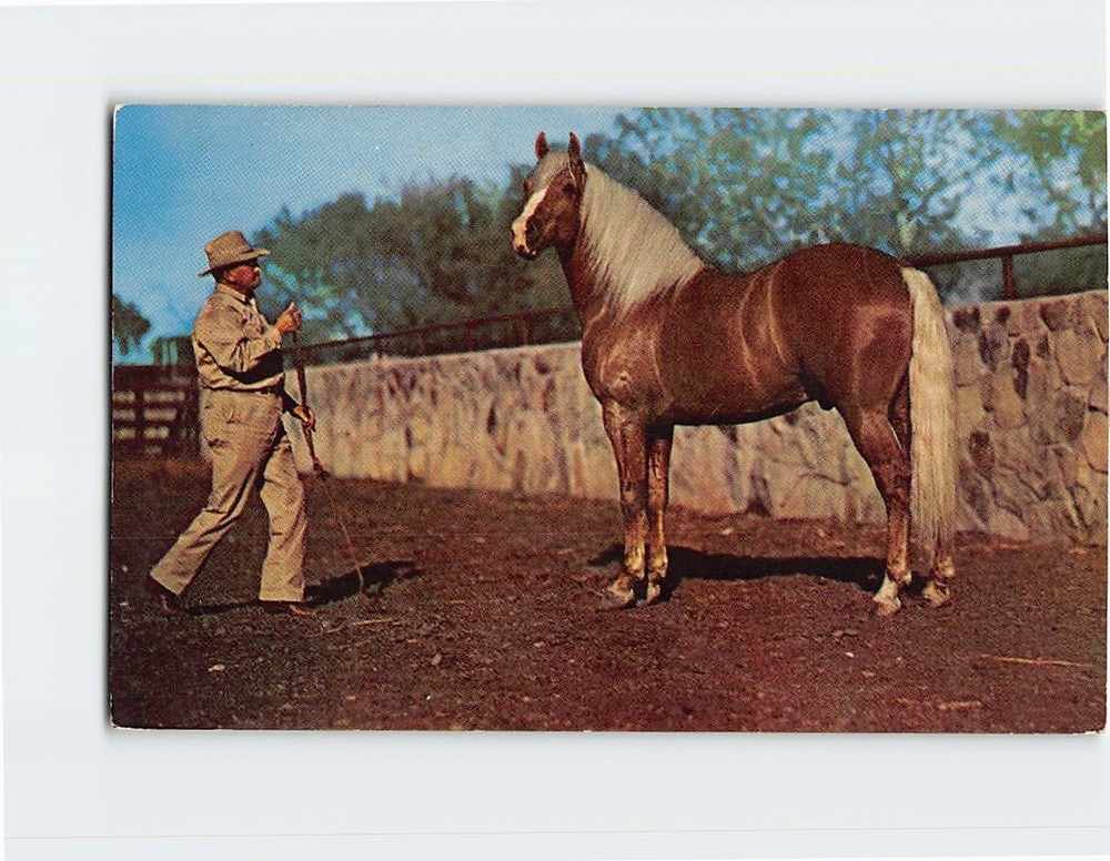 Postcard Beautiful Palomino Horse