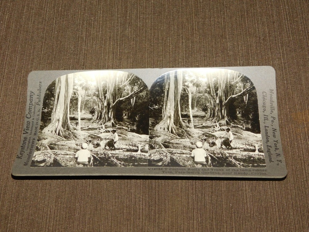 VINTAGE STEREOVIEW STEREOSCOPE CARD PERADENIYA GARDENS KANDY CEYLON RUBBER TREE