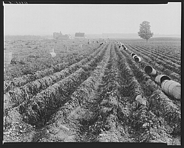 Photo:Cheshire Connecticut 1940 Mrs DeWitt Lassen Farm Silos Construction