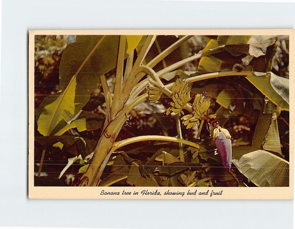 Postcard Banana tree in Florida showing bud and fruit Florida USA