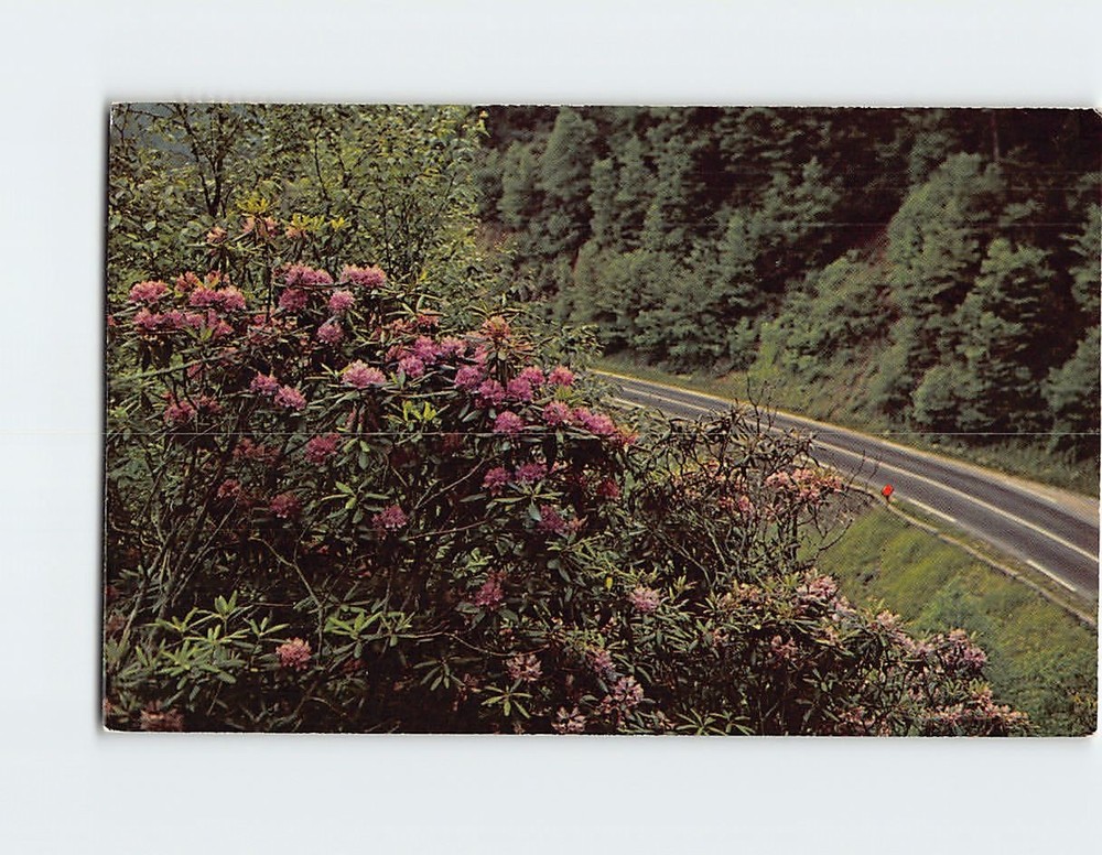 Postcard Rhododendron In Bloom Along Transmountain Highway USA