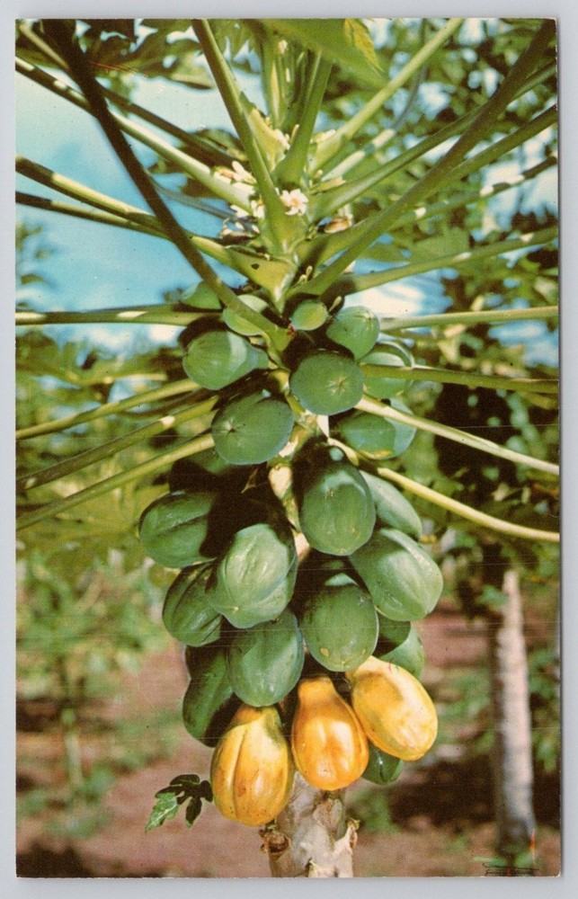 Vintage Hawaii Papaya Tree Fruit Curteichcolor Postcard Honolulu HI