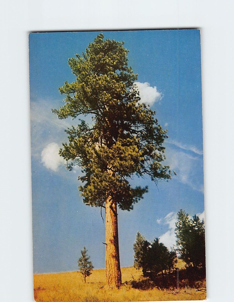 Postcard Western Yellow Pine Pinus Ponderosa Pine