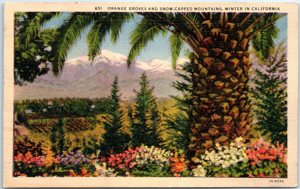 Postcard - Orange Grove And Snow-Capped Mountains, Winter In California