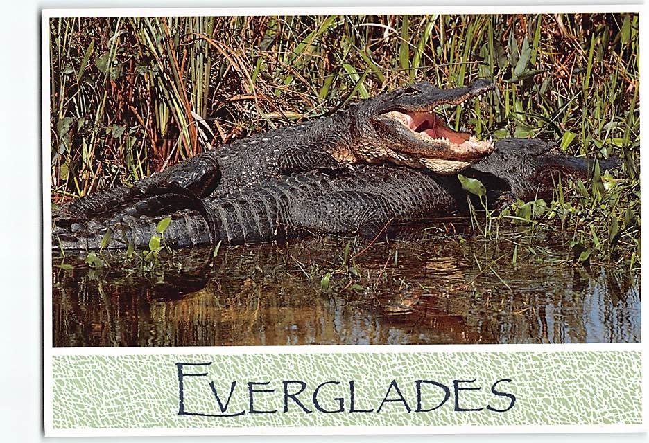 Postcard American Alligators Everglades Florida USA