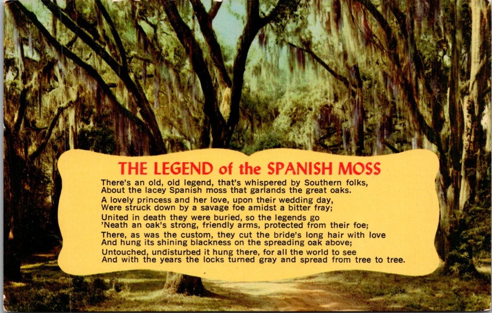 Legend of the Spanish Moss in Florida Vintage Chrome Postcard Unposted