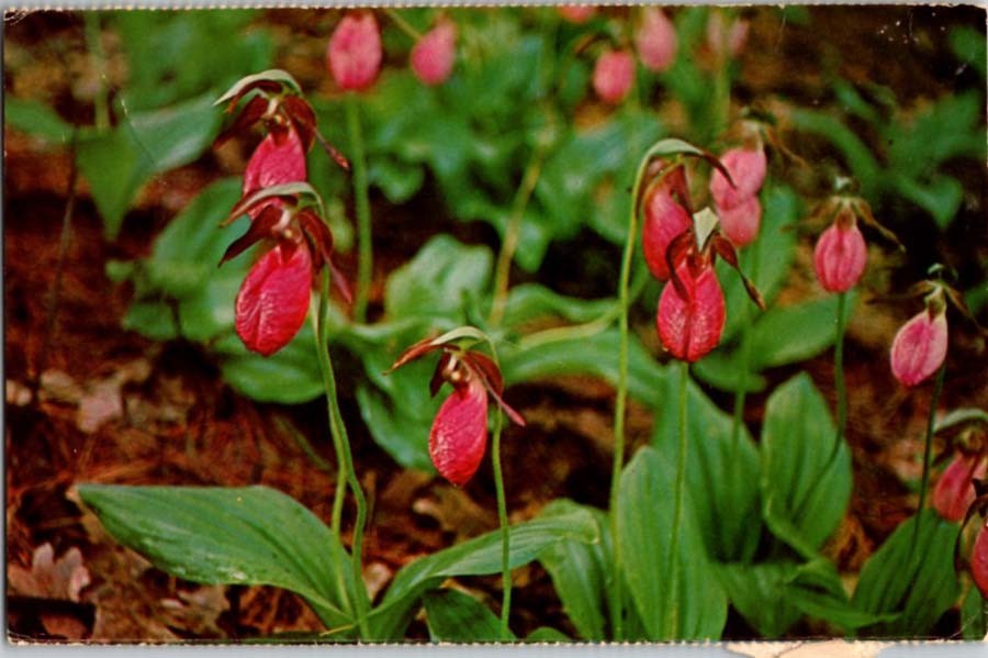 Ithaca New York NY : FLOWERS SCENE m/14 AZ6330