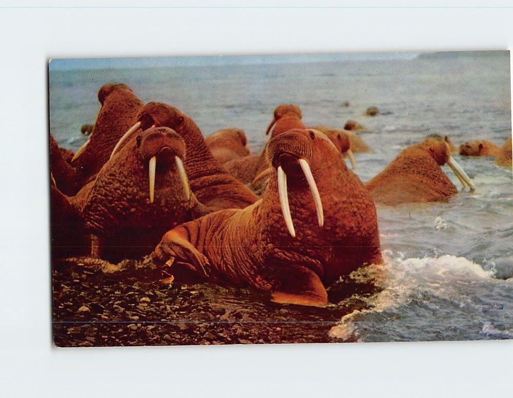 Postcard Walrus In Alaska