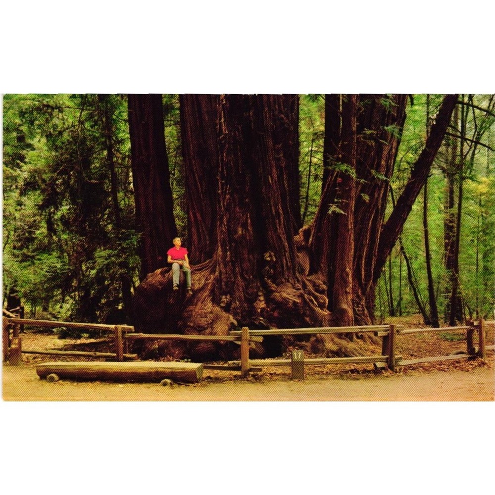 Vintage Postcard Henry Cowell State Redwoods Association Group Santa Cruz CA