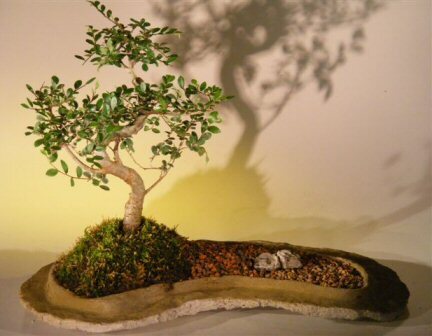 Chinese Elm Bonsai Tree Live On Rock Slab Ulmus Parvifolia Green Plant 12