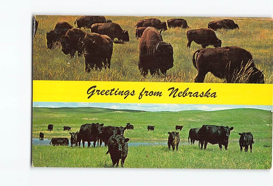 Postcard Angus Cattle Small Herds of Buffalo Greetings from Nebraska USA