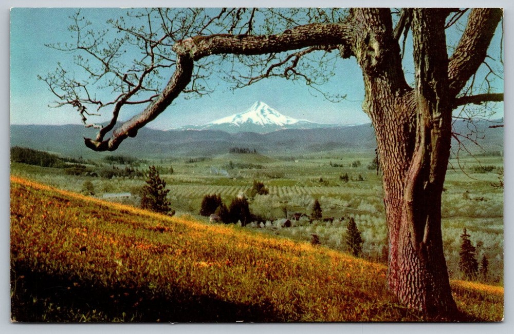 Vintage Mt. Hood Oregon Scenic Postcard Union Oil 76 Gasoline